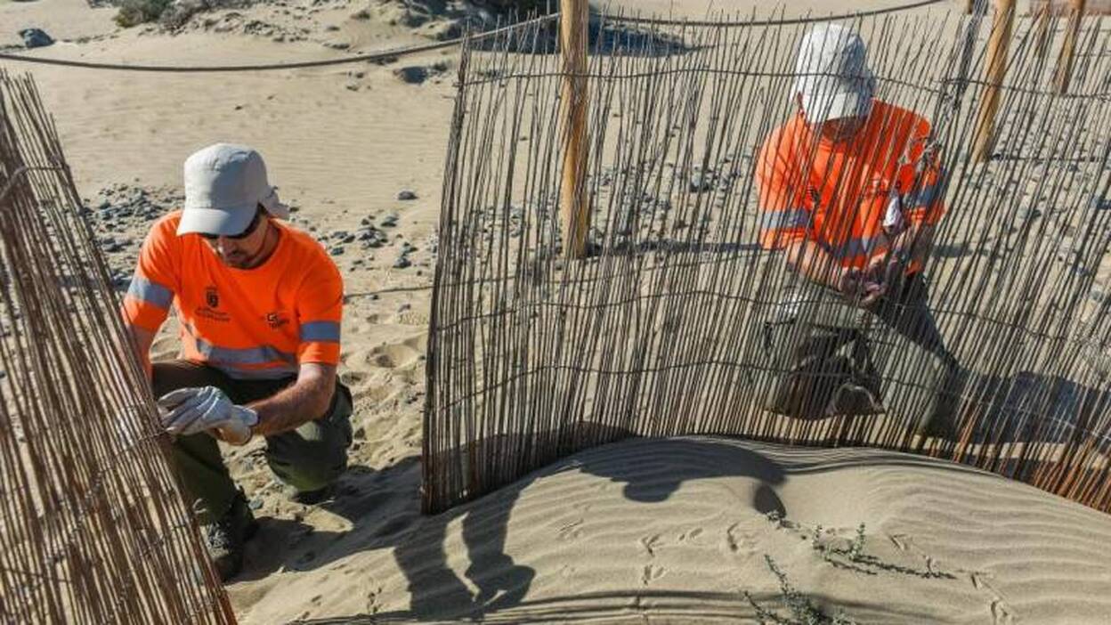 Dunas en estado embrionario