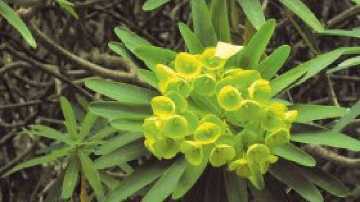 Un policía local halla ejemplares de planta canaria en riesgo de extinción