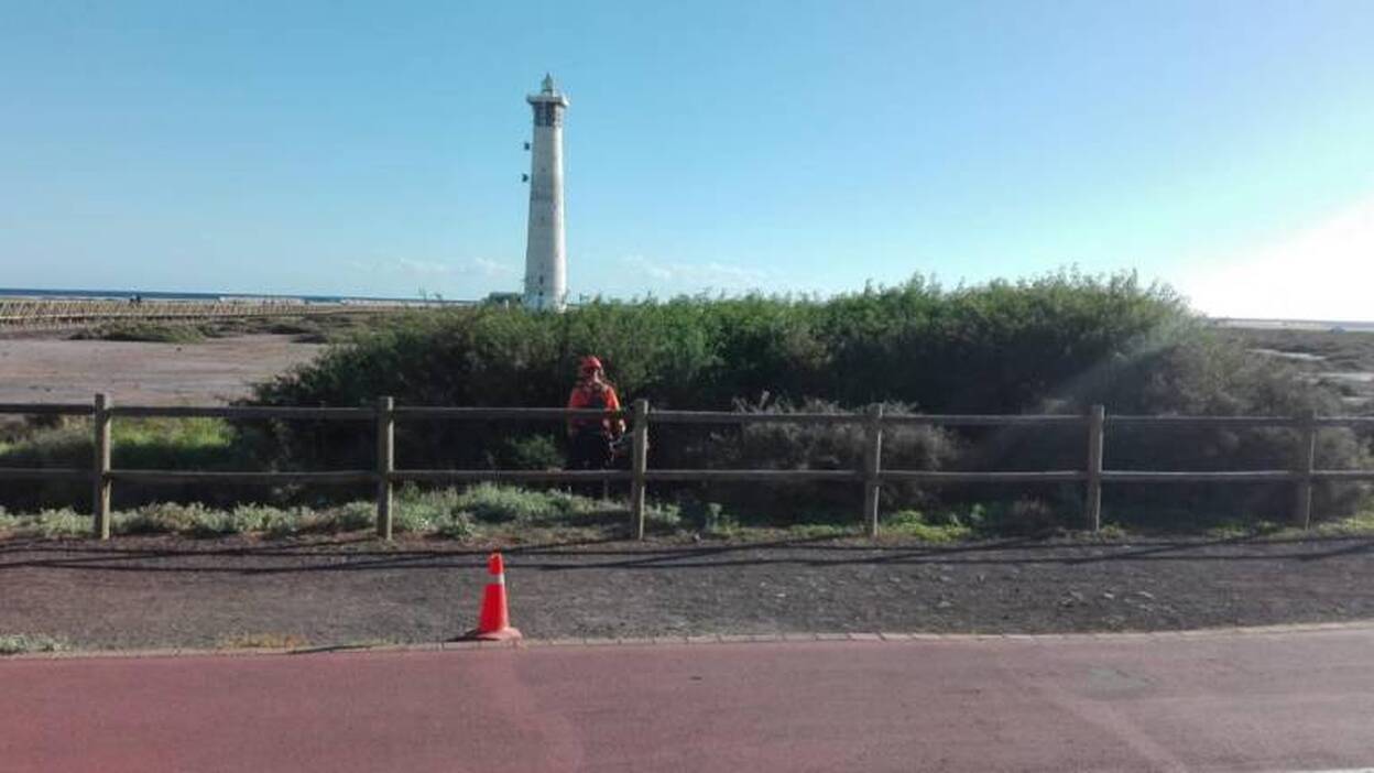 El saladar de Jandía queda limpio de especies vegetales invasoras