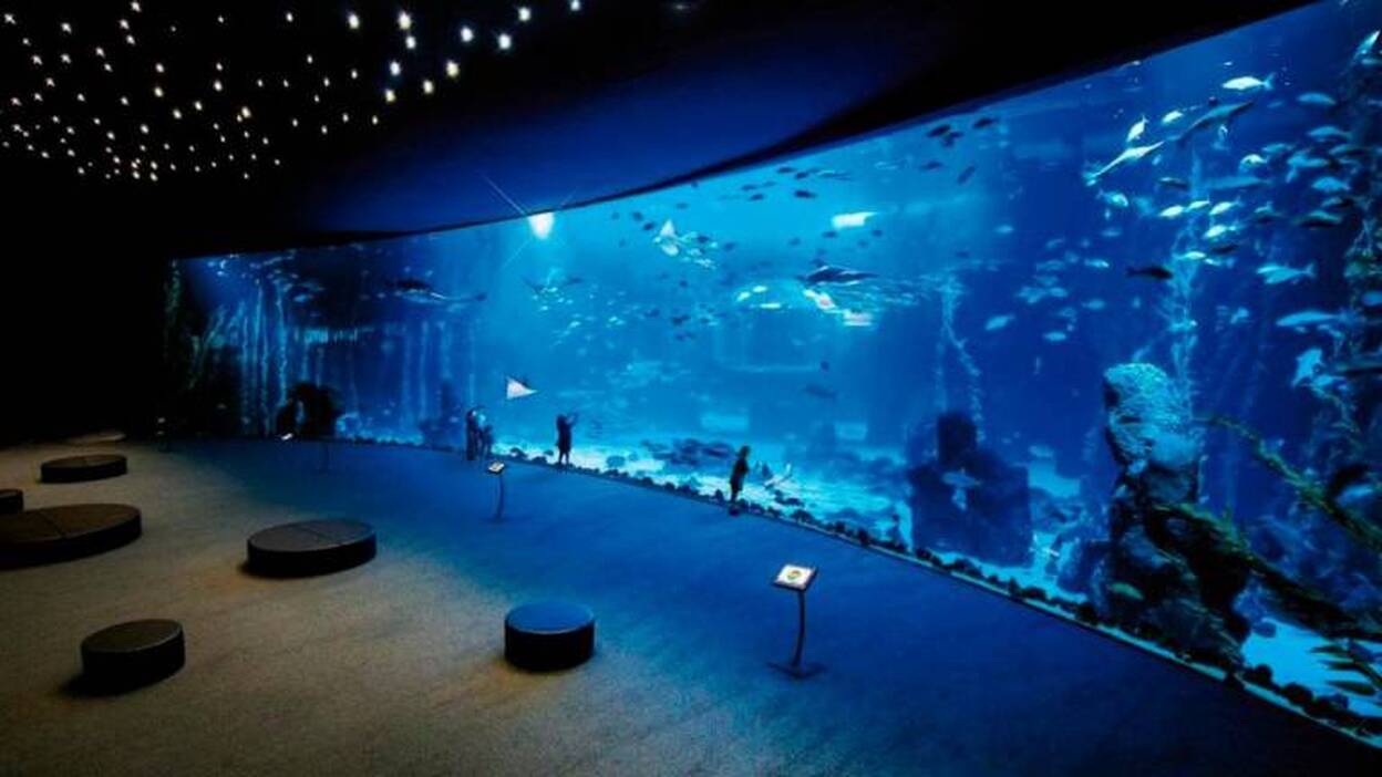 El acuario Poema del Mar cumple un año mostrando la biodiversidad marina