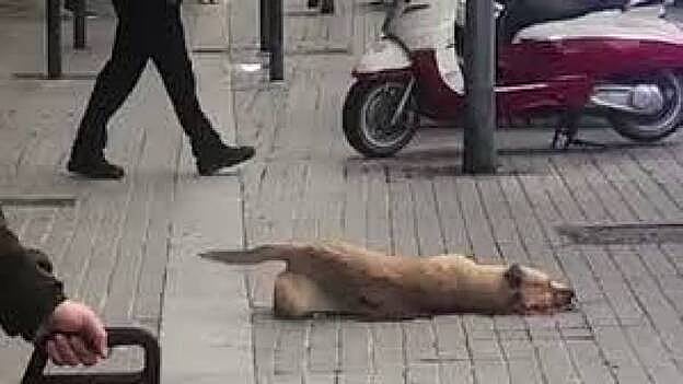 Un agente dispara a un perro en plena calle en Barcelona