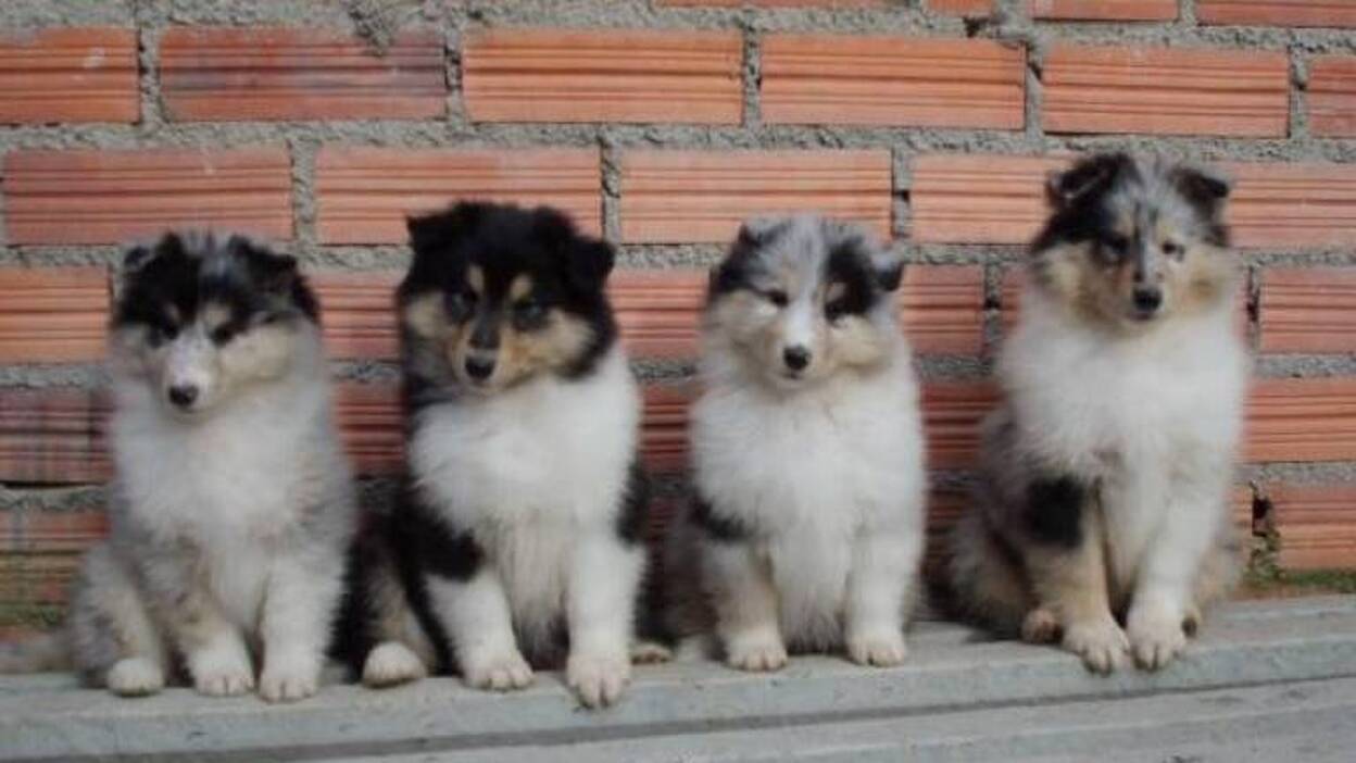 Reino Unido prohibirá la venta de perros y gatos menores de seis meses