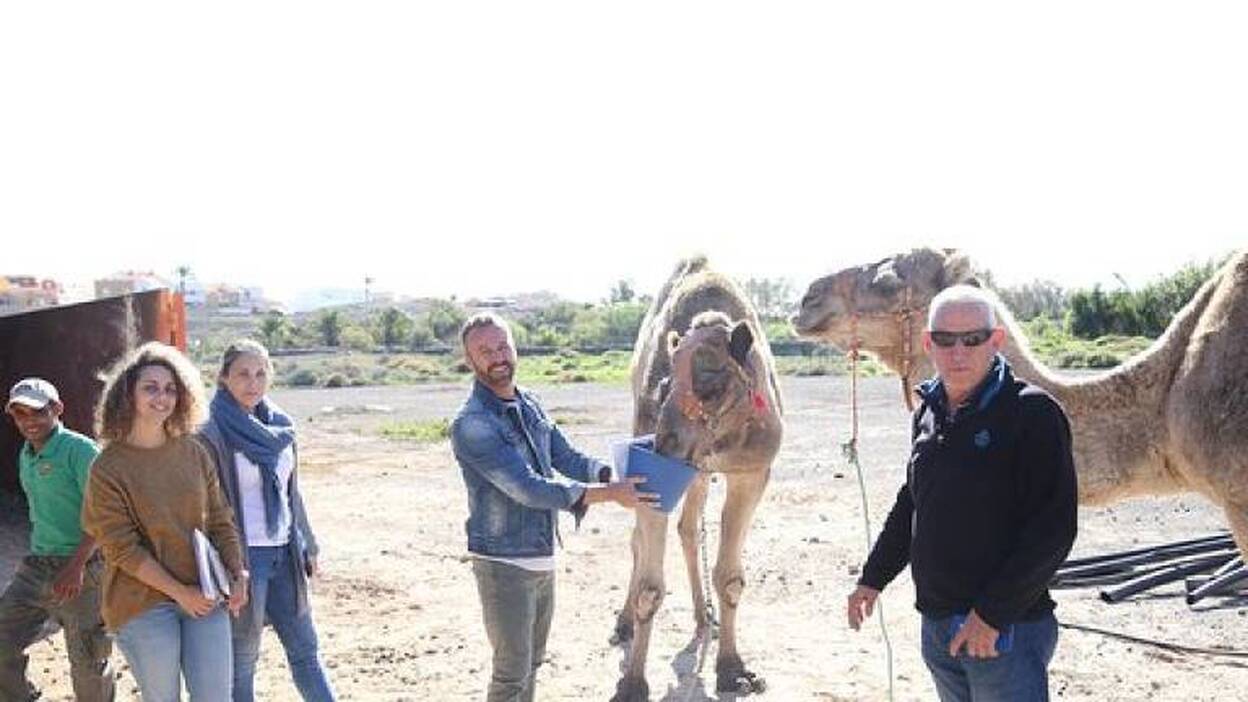 Oasis Park cede 40 camellos para las cabalgatas de Reyes Magos