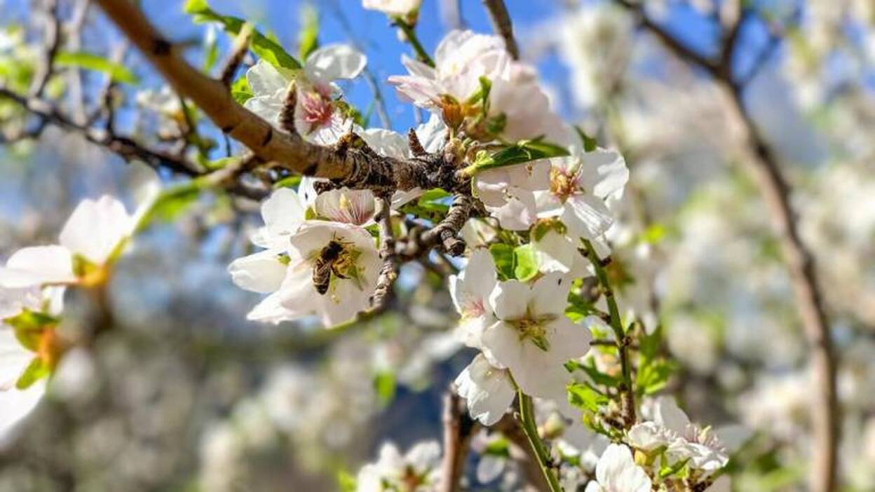 «Los almendros están dislocados» ya que no ha llovido desde noviembre