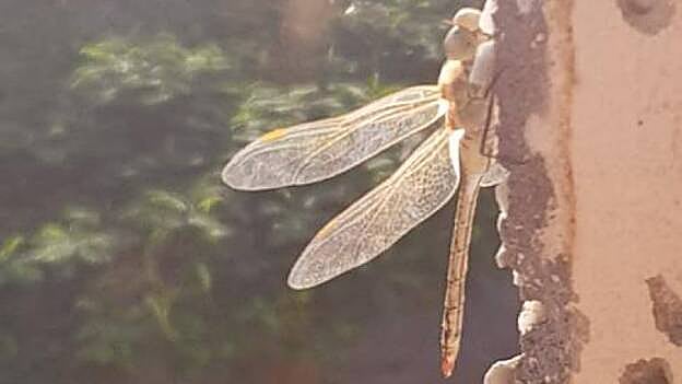 El polvo en suspensión llega el lunes a su pico máximo