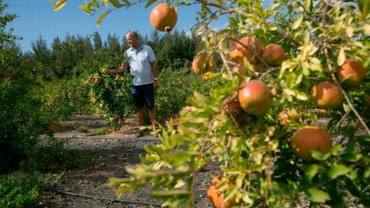 El doble de fruta y vegetales y menos carne roja y azúcar
