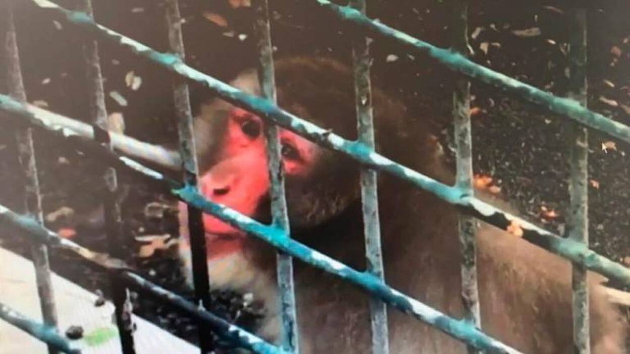 El último ‘inquilino’ del Guinate Park se halla en buen estado