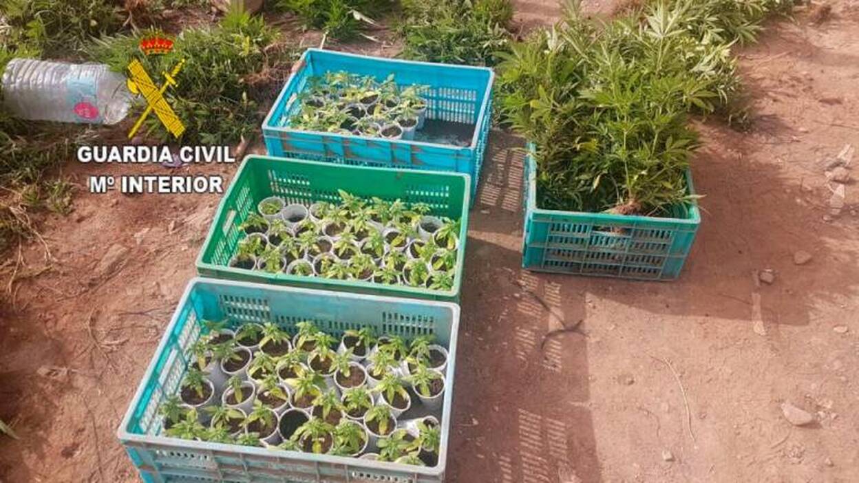 1666 plantas de marihuana en una plantación en Agüimes