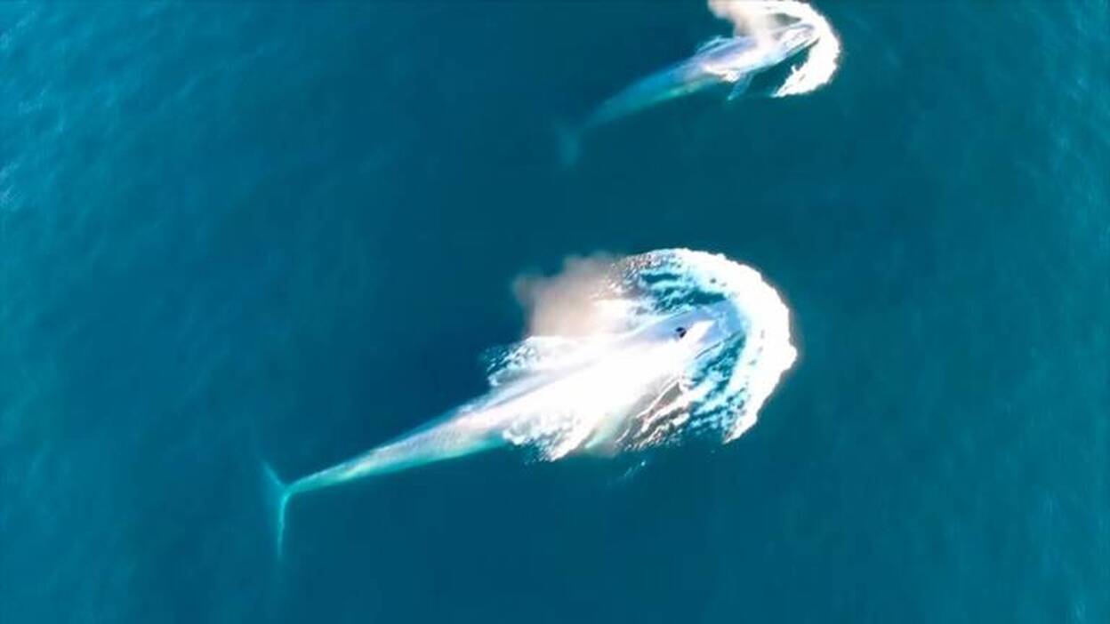 Las ballenas azules confían más en la memoria que en señales ambientales para cazar