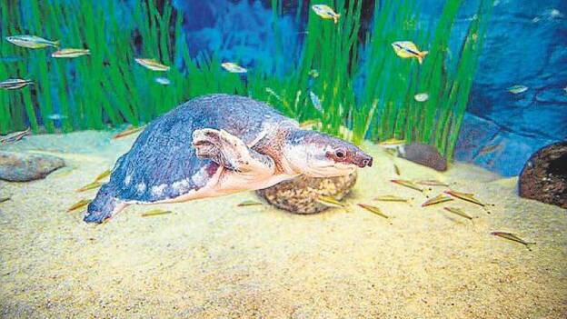 En peligro de extinción . La tortuga de nariz de cerdo (Carettochelys insculpta) nada dentro de su exhibición.