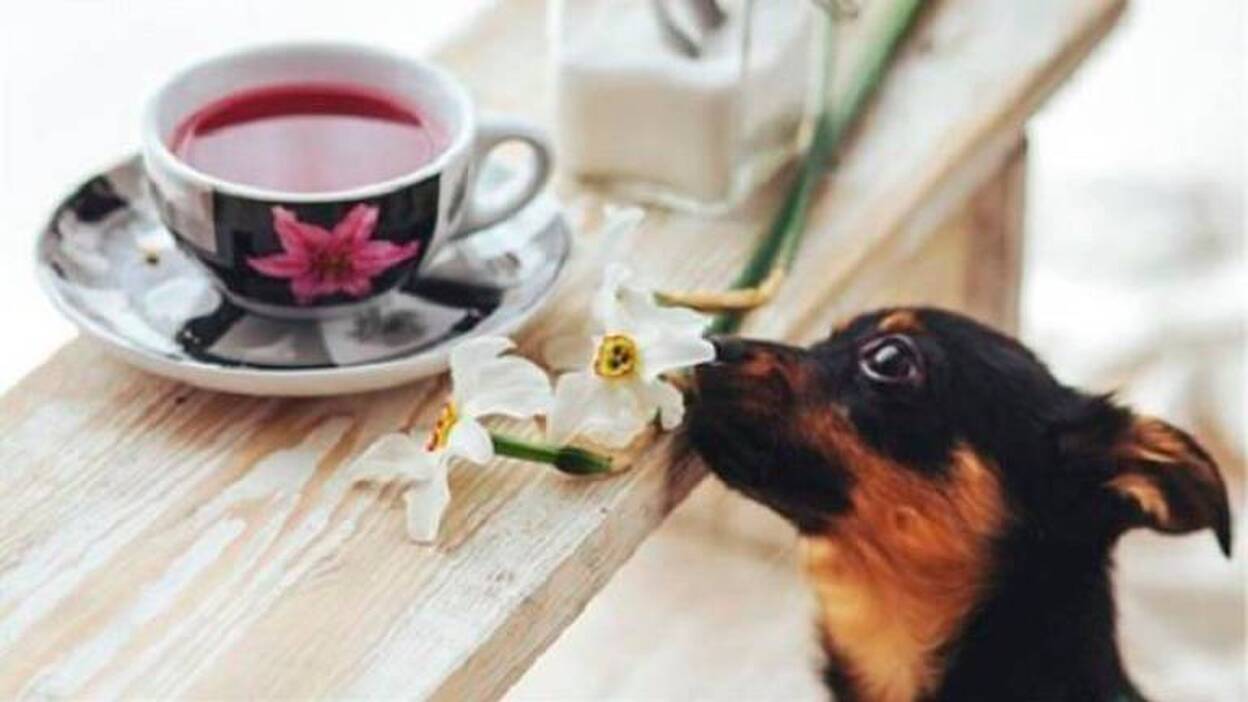 Los veterinarios recuerdan que la legislación no permite la presencia de mascotas en restaurantes