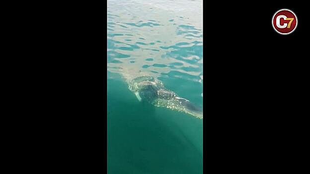 Rescatan a una ballena rorcual en el Puerto