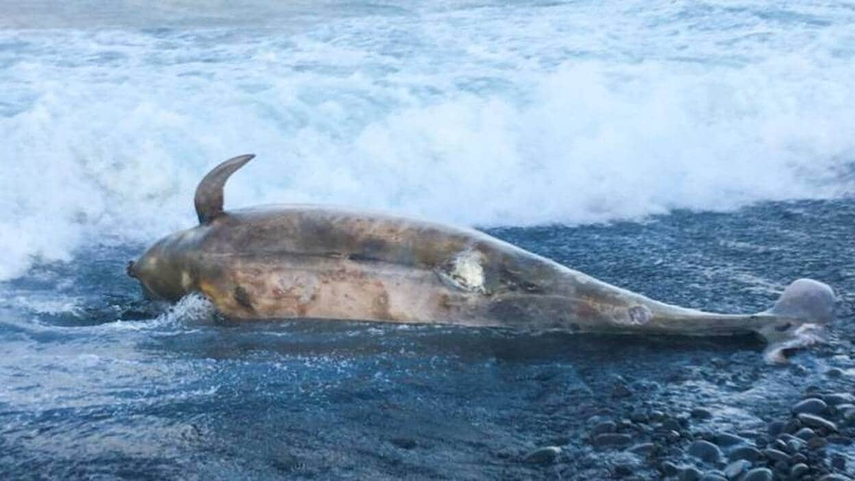 Canarias registra 4,6 animales varados al año por colisión con barcos