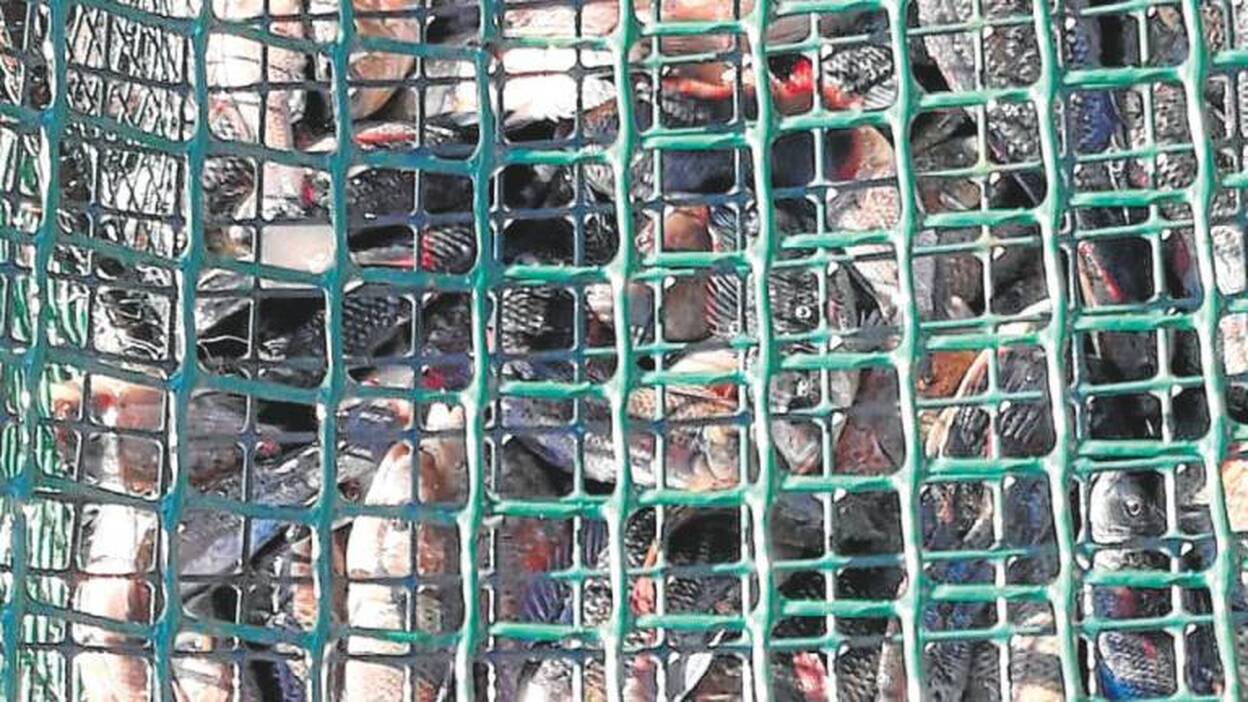 La tilapia de Mozambique invade y domina la Charca de Maspalomas