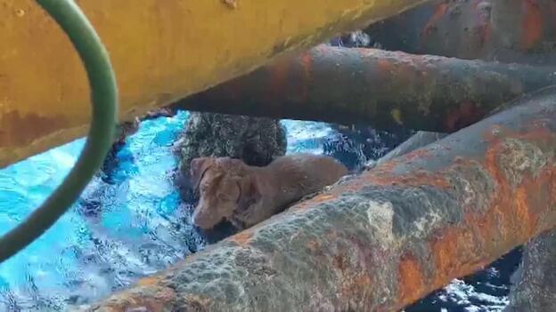 Rescatan un perro en alta mar a más de 200 kilómetros de las costas de Tailandia