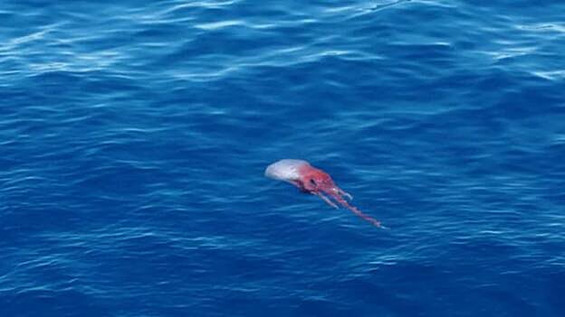 Pulpo enigmático