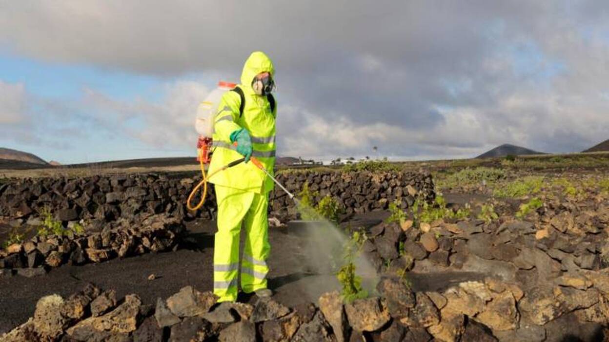 La vendimia estival será menos productiva que las precedentes