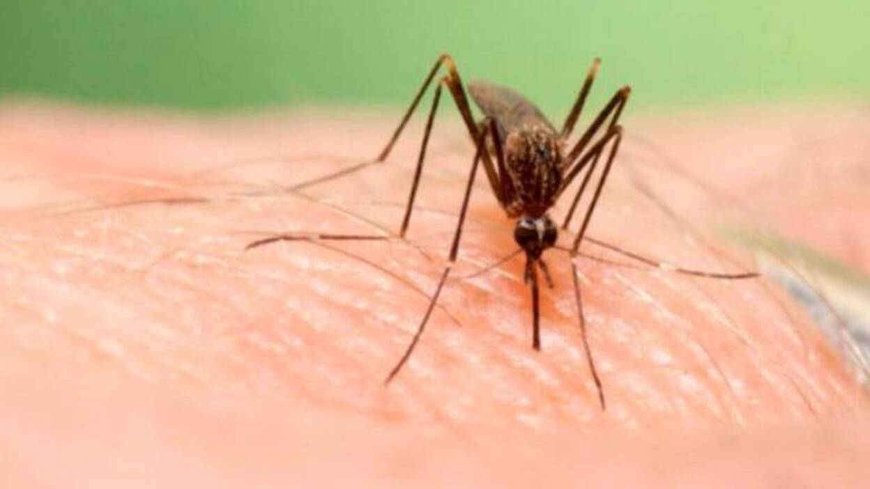 Logran erradicar en Fuerteventura el mosquito que transmite el dengue