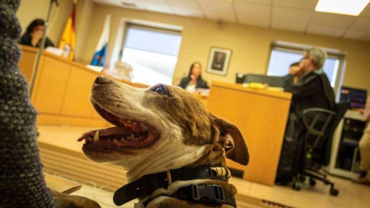 Una juez lleva a una perra como testigo en el juicio de su propio maltrato