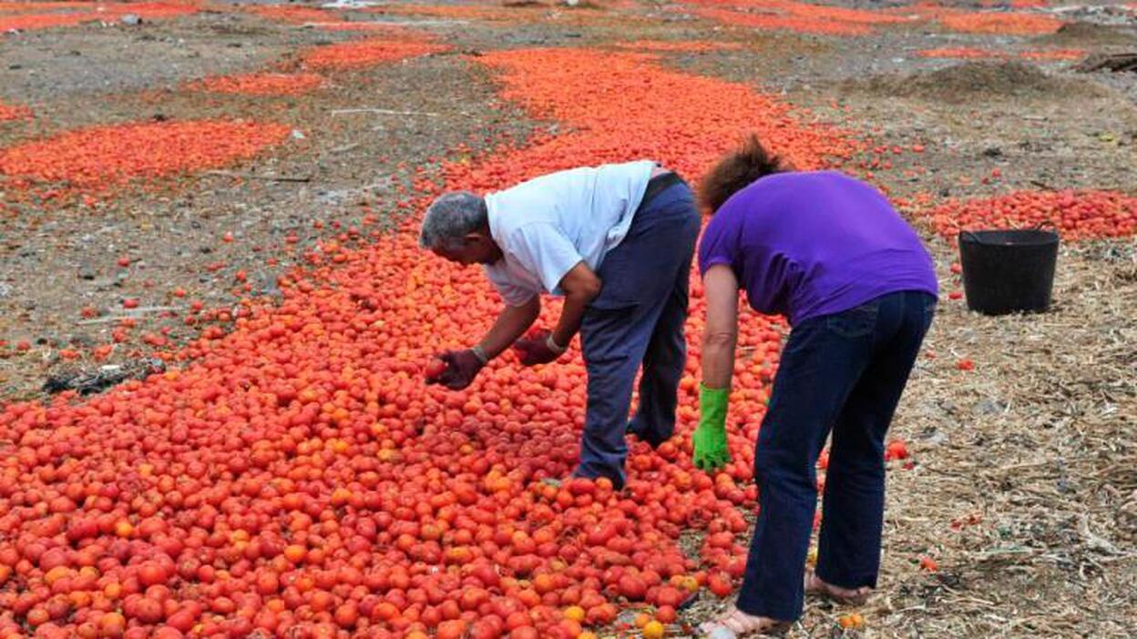 El cultivo de tomate, en peligro por una plaga