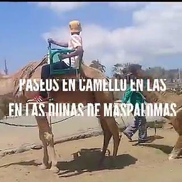 Pacma denuncia el uso de camellos en Canarias