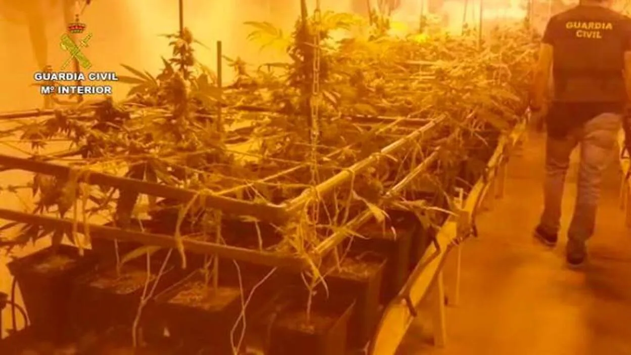Localizan una plantación de marihuana en Arrecife
