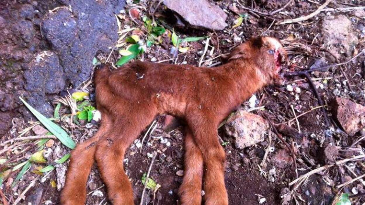 Pacma denuncia la desidia de las administraciones ante el maltrato de animales en las islas