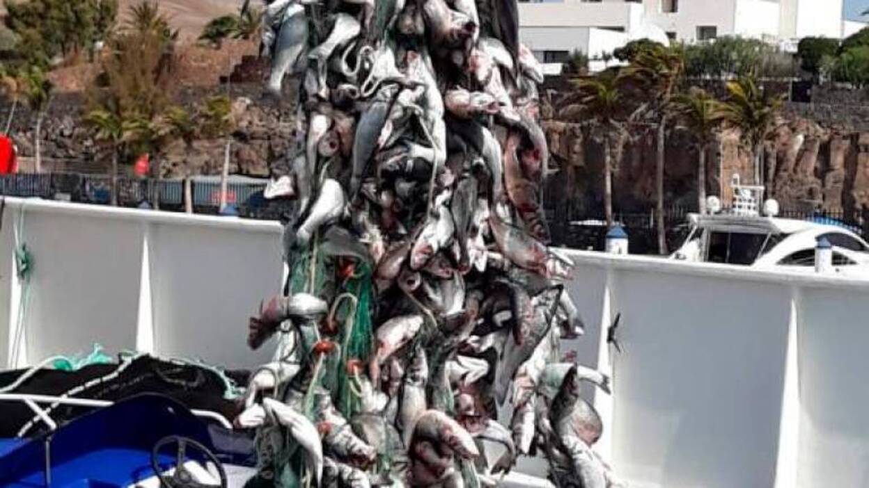 Intentaron robar 4.600 kilos de pescado de una piscifactoría