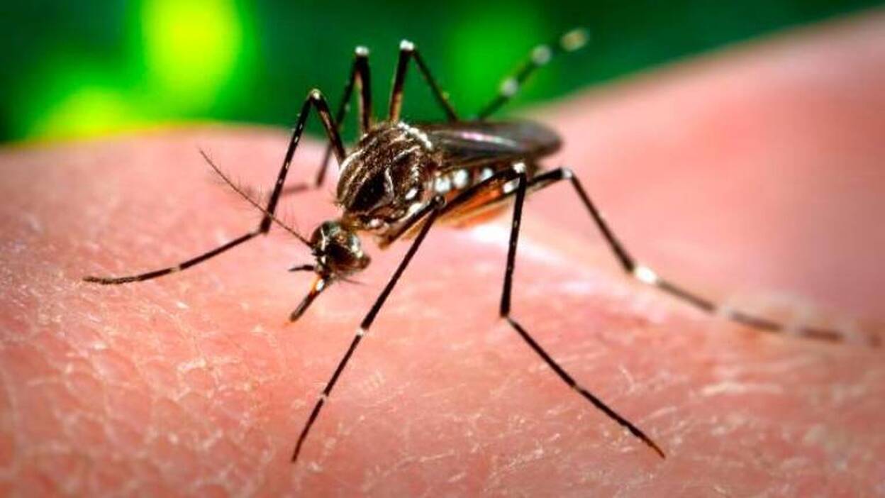 Detectan los primeros casos de Chikungunya en España