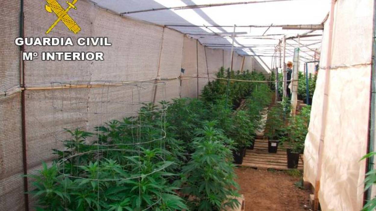 El TC absuelve a directivos de un club de cannabis