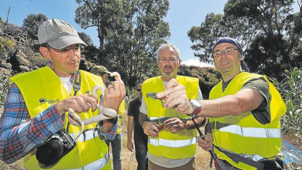 La plaga de serpientes de la isla amenaza a Tenerife