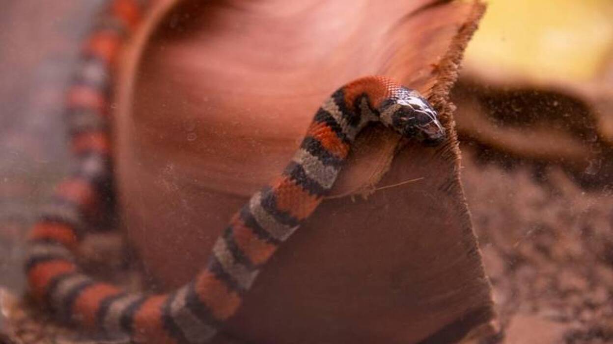 Una farmacia de antídotos para Canarias