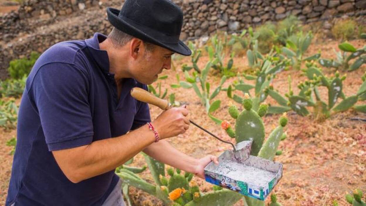 La DOP quiere multiplicar por siete el cultivo de cochinilla en la isla