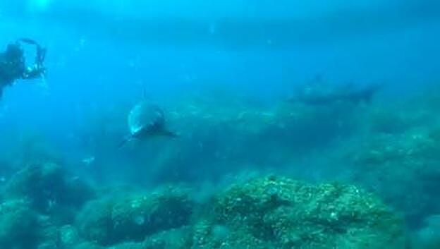 Espectacular avistamiento de tiburones en El Hierro