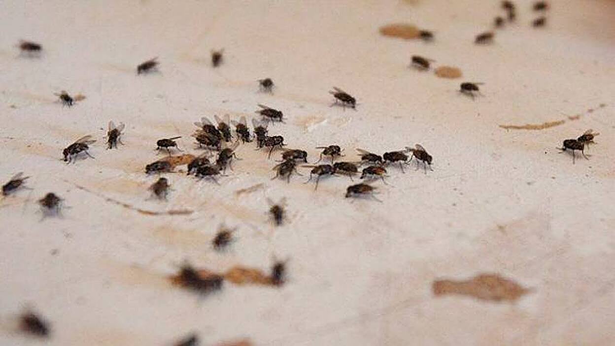 Plaga de moscas en Tamaraceite