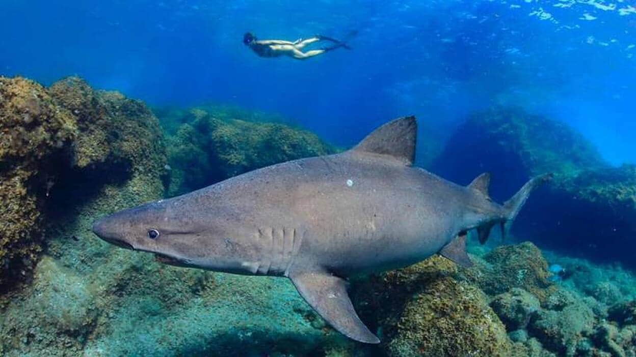 Fotografían un tiburón solrayo cerca de la costa de El Hierro