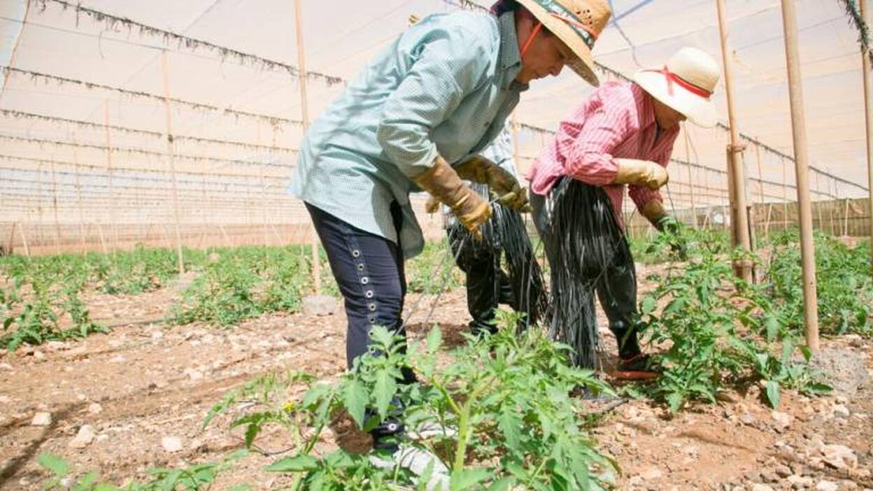 ¿Se acerca el cultivo del tomate a su final?