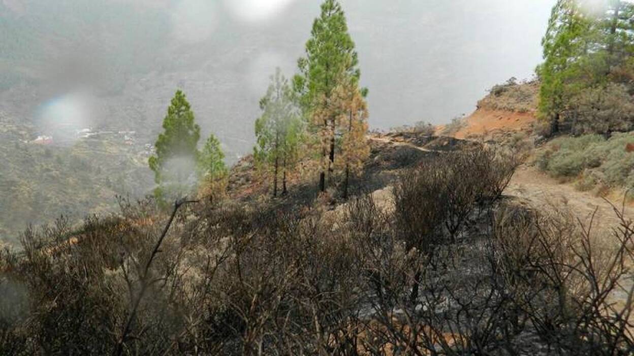 Aclaración del Jardín Botánico sobre la reforestación