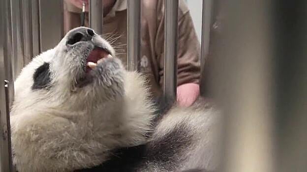 Berlín, a la expectativa de su osa Panda