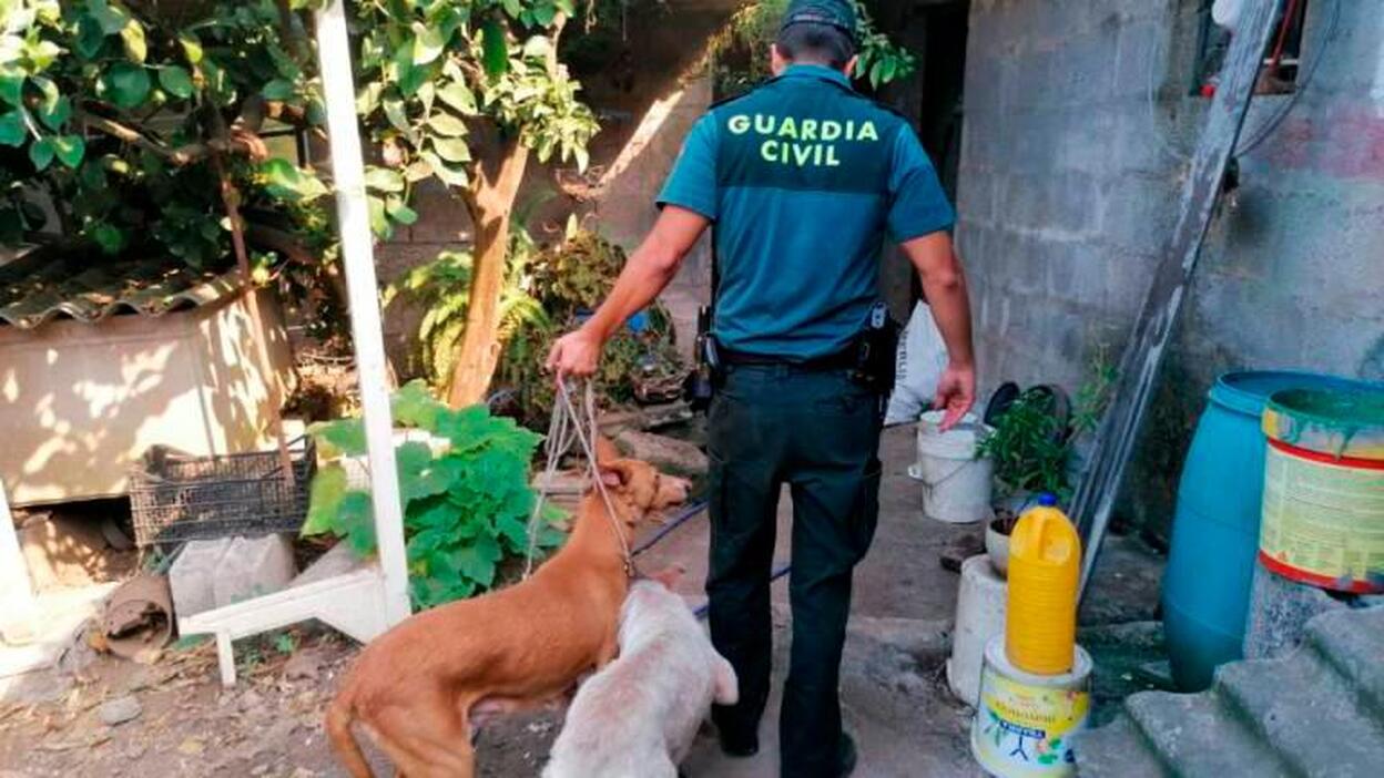 El Cabildo ofrece la Granja insular para acoger a los animales de evacuados