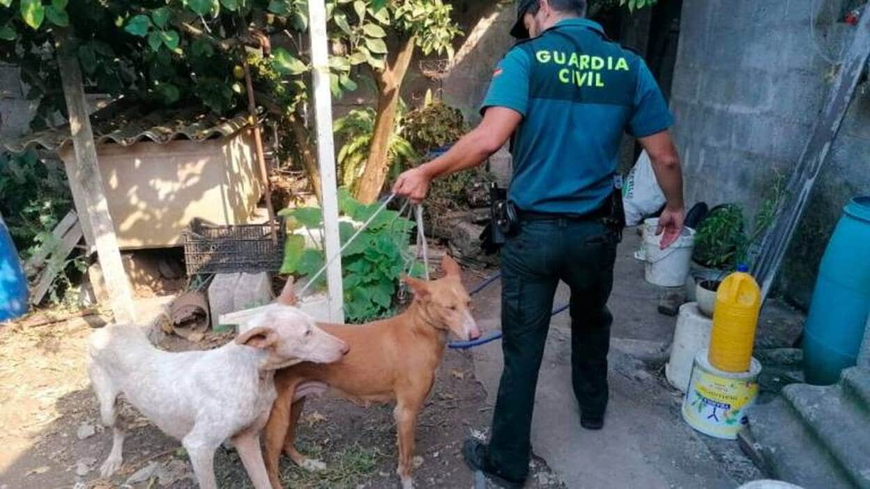 El Cabildo da cobijo a 162 animales evacuados