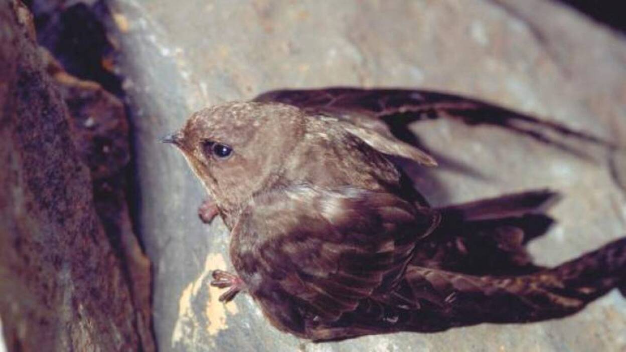 Unas 50 especies de aves, afectadas en el incendio