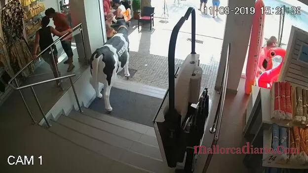 Detenido por intentar robar la réplica de una vaca de una tienda en Palma