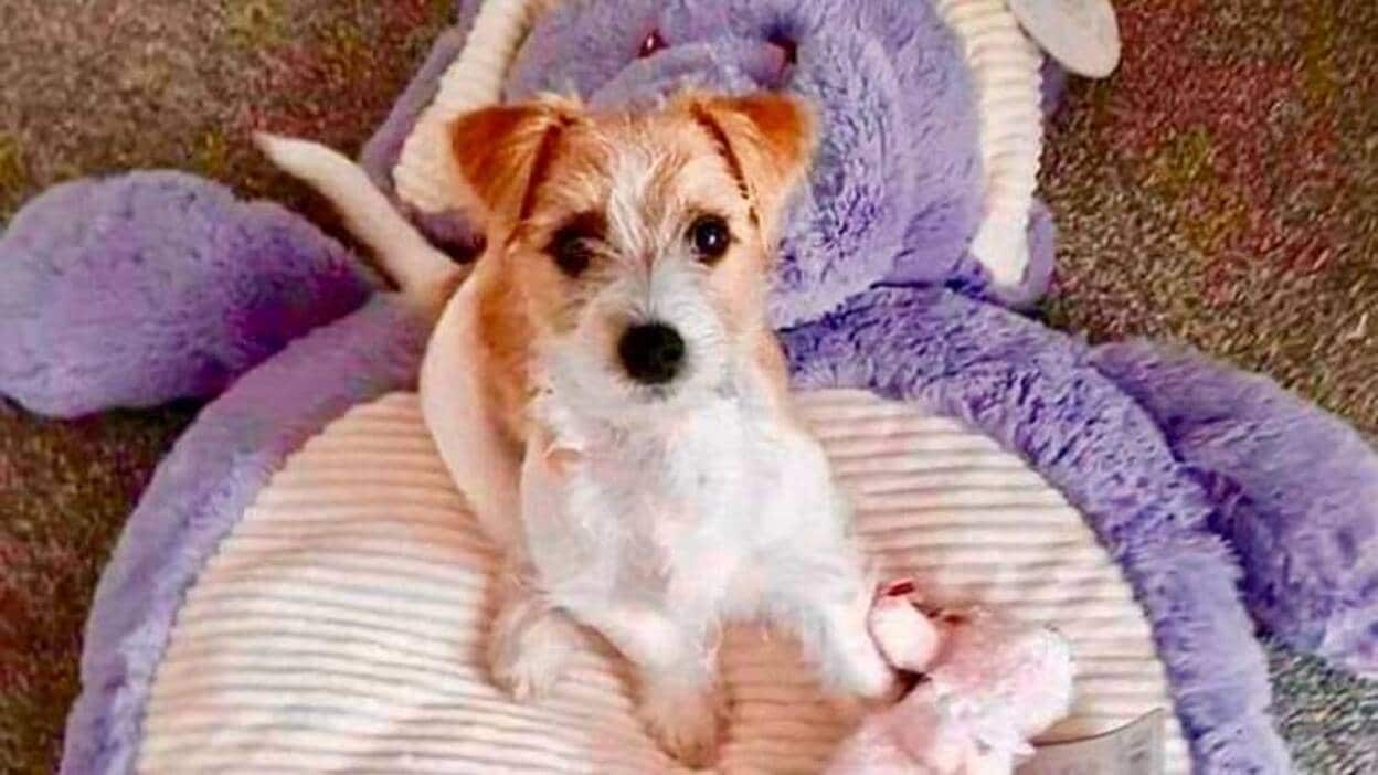 Un cachorro de Jack Russell, nuevo inquilino de Downing Street