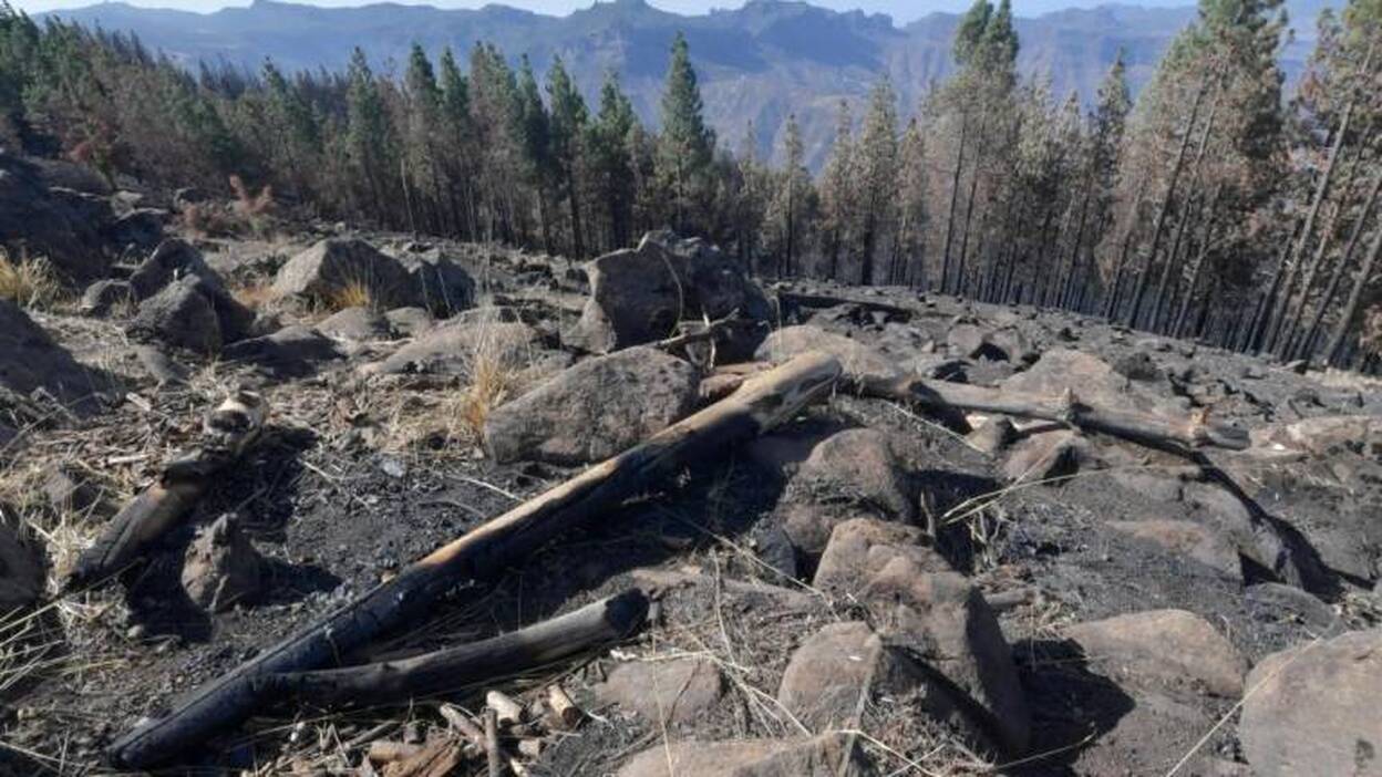 Alerta por riesgo de incendios forestales en Canarias