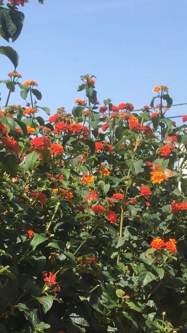 ¿Por qué hay tantas mariposas?