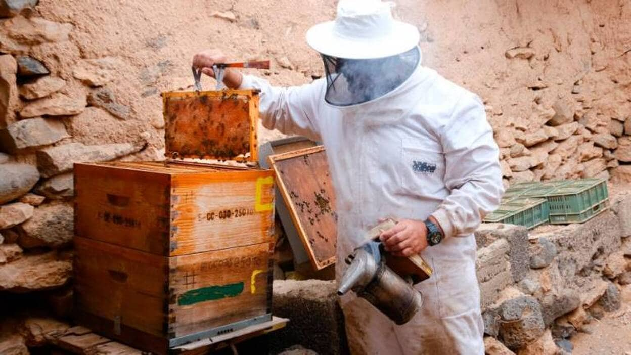 ‘Flor del Desierto’, la primera miel majorera