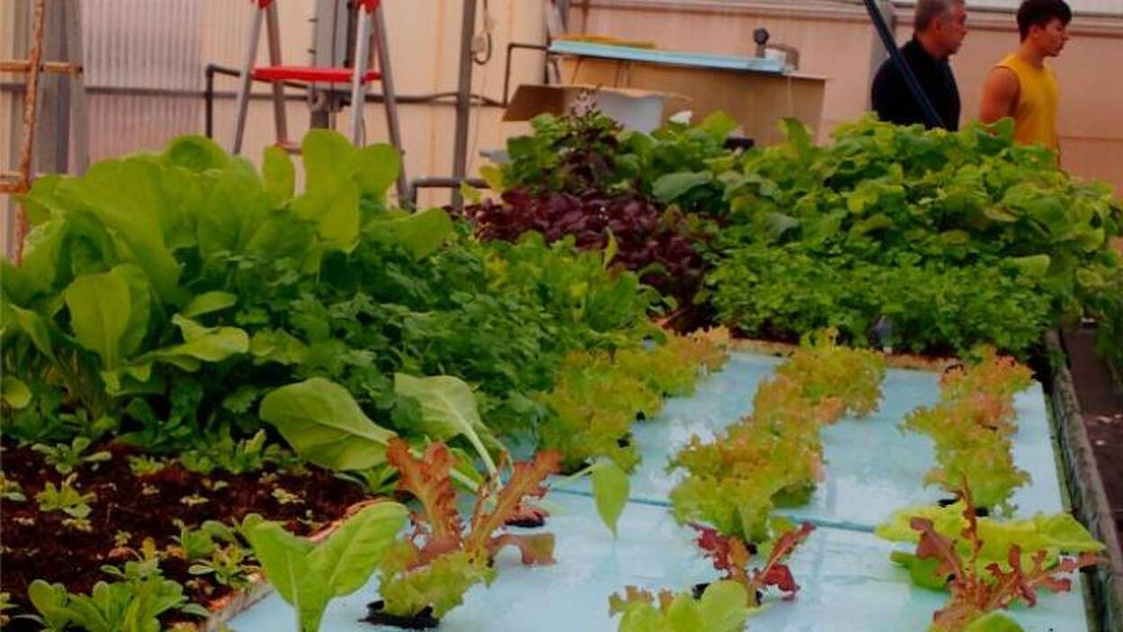Acuaponía, una apuesta de futuro en Canarias