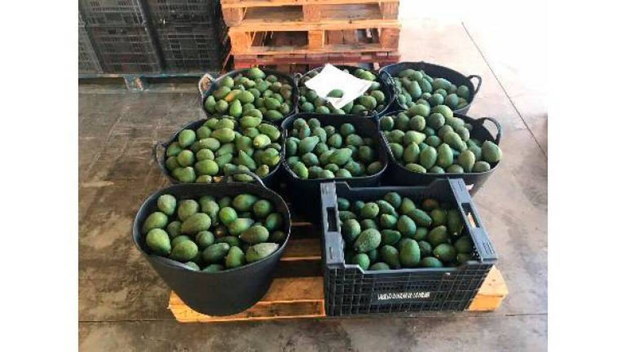 Robó más de 700 kilos de aguacates