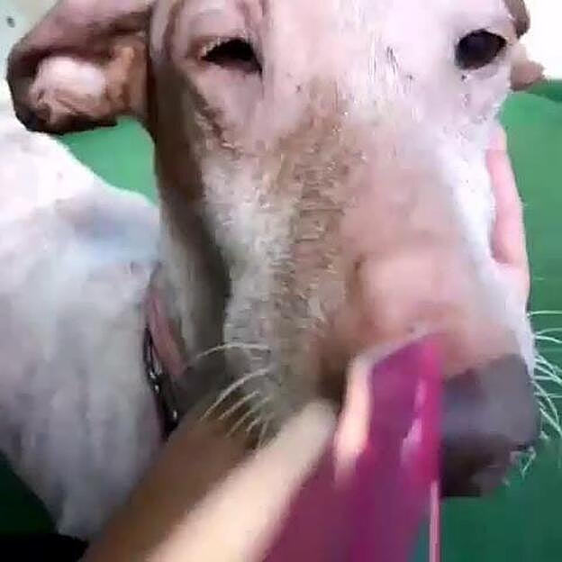 Encuentran a una podenca desnutrida y llena de llagas